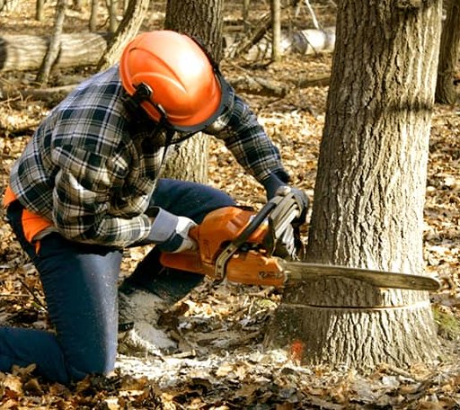 Tree Removal in Industry, TX